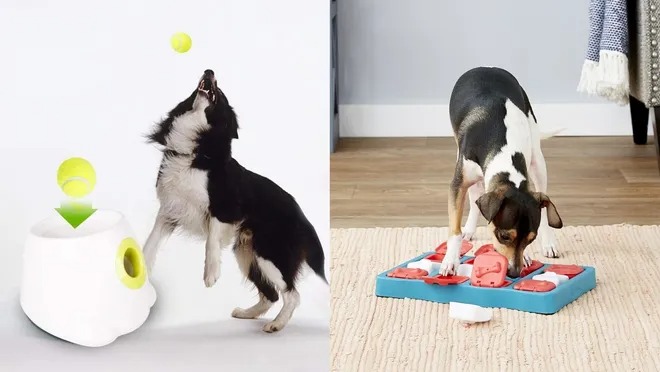 How To Entertain Your Dog