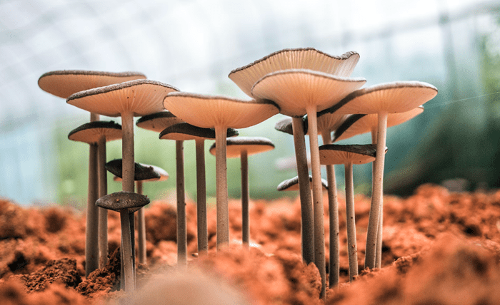Medicinal Mushroom A Dive into Reishi, Chaga, and Lion&#8217;s Mane(图1)